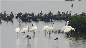 高市爭取生態保育補助6案全過高雄市工務局指出，內政部核定109年度濕地保育補助案，高市府提6案全獲核定，工務局允續創造濕地生態綠廊，成就高雄為永續生態城市。（高雄市政府提供）中央社記者王淑芬傳真　109年4月15日