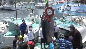 屏東第一鮪直播競標　228萬創新高