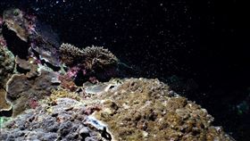 墾丁珊瑚大量產卵（1）墾丁海域珊瑚14日、15日大量產卵，資深潛水教練蔡永春拍攝到海底布滿珊瑚卵，猶如海底星空。（蔡永春提供）中央社記者郭芷瑄傳真  109年4月16日