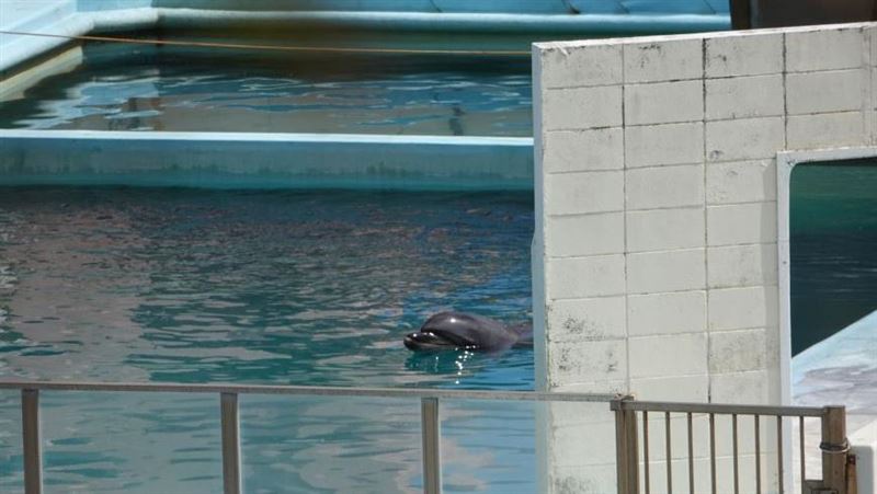 水族館倒閉2年…海豚遭遺棄孤獨到死