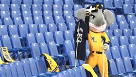 中信兄弟吉祥物小翔在本壘後方燙衣服。（圖／中信兄弟提供）