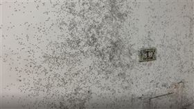 螞蟻大軍,黑團,牆上,睡覺,全身發癢,噁心,天災