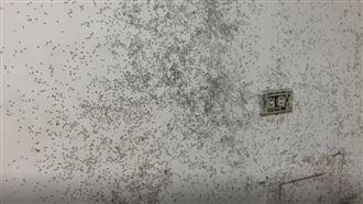 癢醒一開燈　驚見牆上爬滿恐怖黑團