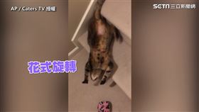 ▲短毛貓Posey擁有特殊技能，可以用前滾翻下樓。（圖／AP／Caters TV 授權）