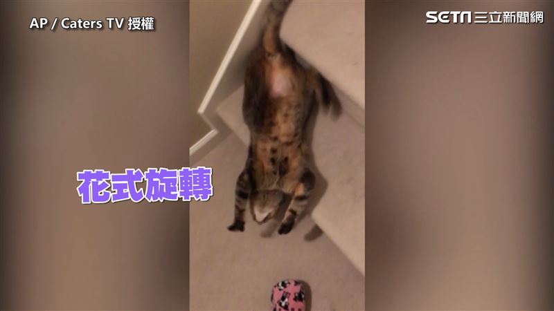 喵星人秀超強特技　前滾翻下樓好開心