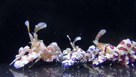 水試所培育觀賞蝦　油彩蠟膜蝦新裝登場台灣觀賞水族是目前僅次於犬貓的第三大寵物市場，為了讓水族愛好者有更多選擇，水試所表示，已經運用已建立的觀賞蝦量產及品系雜交技術，成功培育出具靛藍色及鈷藍斑塊的油彩蠟膜蝦。（水試所提供）中央社記者吳欣紜傳真　109年4月17日