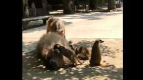 狐獴打擾沉睡水豚君　網：牠有起床氣　（圖／翻攝自推特）