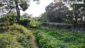 文化大學鄭姓男職員陳屍菜園。（圖／翻攝畫面）