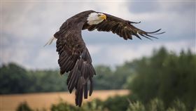 老鷹,鳥,猛禽（示意圖／翻攝自Pixabay）