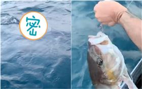 大魚的身體被鯊魚吃掉。（圖／翻攝自satay_sticks IG）