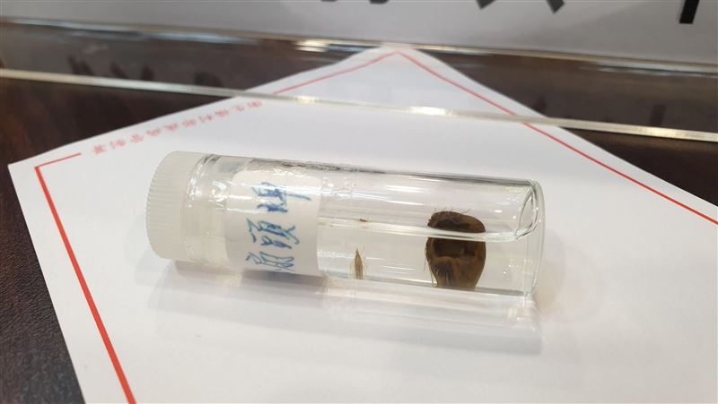 蜱蟲咬致死率高　疾管署列法定傳染病