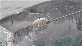 大白鯊,天敵,虎鯨,肝臟,消失,殺人鯨,示意圖/pixabay