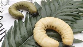 太母湯！她竟讓親生兒吃「雞母蟲」　網嚇傻：一咬會噴汁