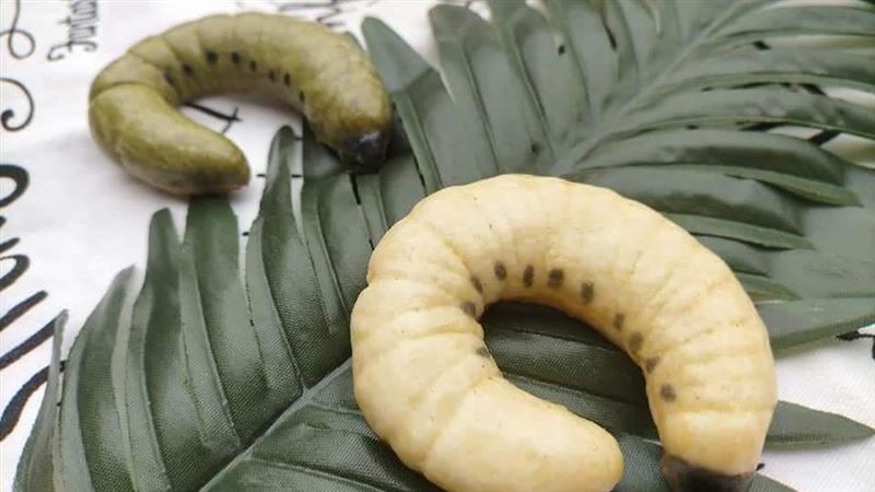 太母湯！她竟讓親生兒吃「雞母蟲」
