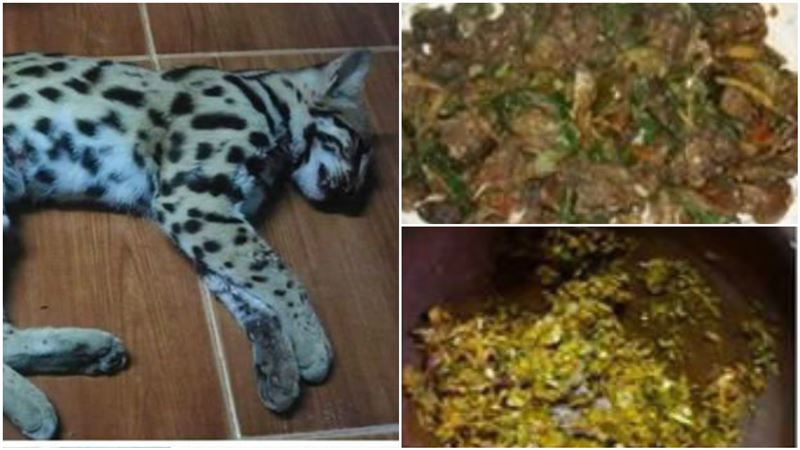 女炫耀吃「辣炒花豹」…網驚：來真的