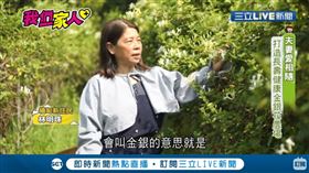 來自緬甸的林明珠，和丈夫一起在屏東開闢金銀花農場。