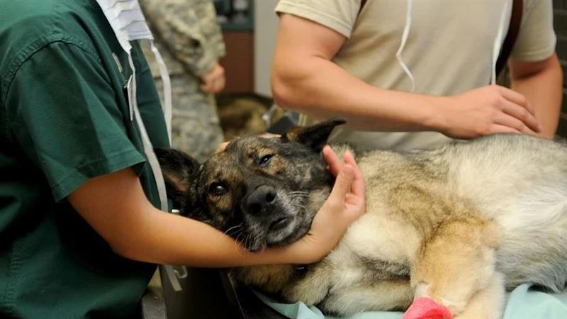台大畢獸醫師薪水多少？網曝驚人真相