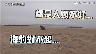 海豹見人就逃　動保者：人類對不起你