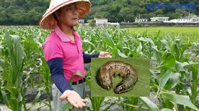  不只非洲豬瘟…中國秋行軍蟲肆虐台灣東部　農民嘆：上萬隻（圖／記者花芸曦攝影）