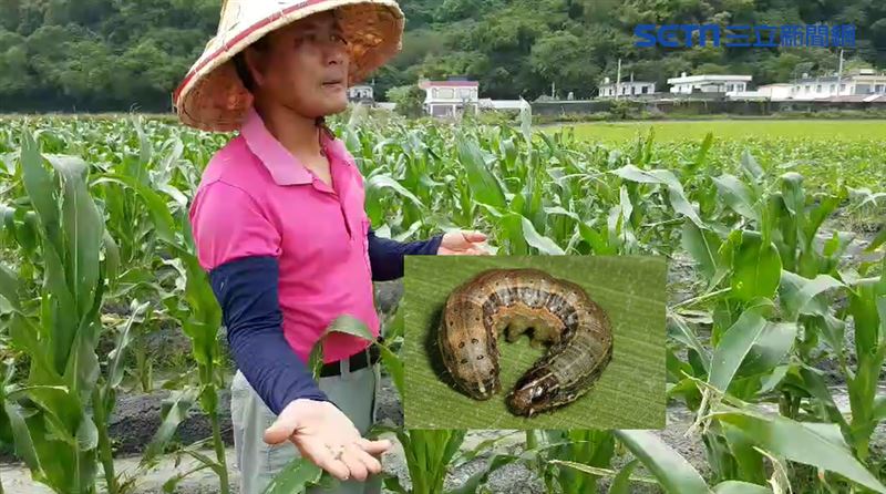 獨／中國秋行軍蟲肆虐　宜蘭見上萬隻