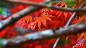 太平山「紫葉槭」（攝影師陳飛提供，必註明）