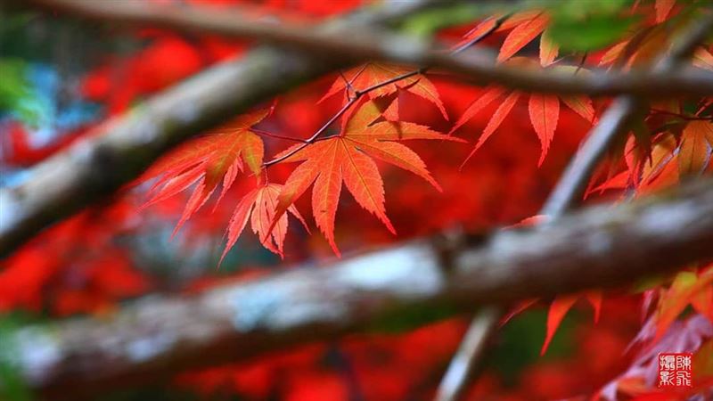 宛如熊熊烈火　太平山「紫葉槭」綻放