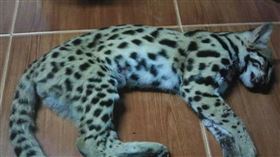 泰國,殘忍,火烤,石虎,保育,動物,人類,晚餐
https://www.facebook.com/WDT.foundation/photos/a.1655553021251898/1655553854585148/?type=3&theater