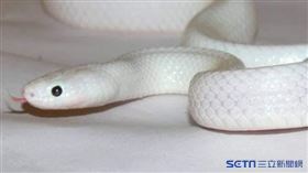 席夫爾鉛灰蛇（Snake Catcher Victoria Australia授權）