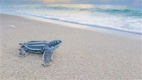 棱皮龜又稱革龜、皮革龜（圖／翻攝自the living sea）