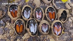 ▲每開一顆都會充滿驚喜。（圖／昆蟲擾西吳沁婕 授權）