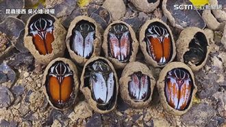 開箱金龜子土繭　網笑稱甲蟲版出奇蛋