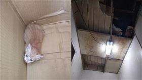 天花板,小奶貓,流浪貓,新台幣,肉圓,老店(翻攝自 爆怨公社)