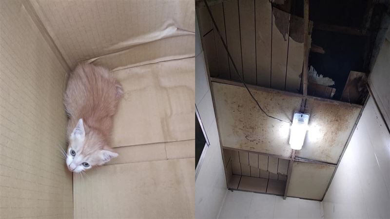 為救小奶貓　老闆直接把天花板拆了