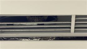 貓咪（圖／翻攝自PTT）