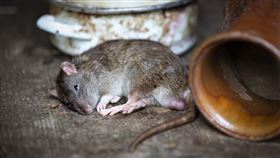 -老鼠-（圖／pixabay）