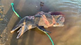 屏東滿州瓶鼻海豚死亡（1）