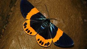 彰化,田尾,蟲,橙帶藍尺蛾