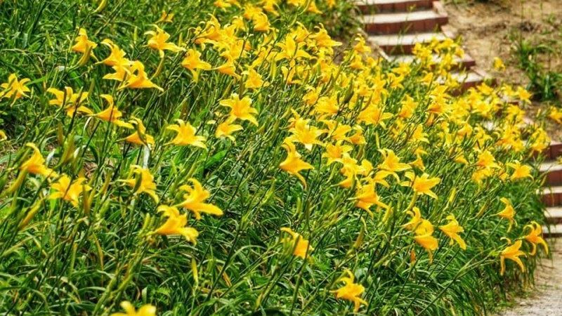 帶家人徜徉花海慶祝母親節吧！