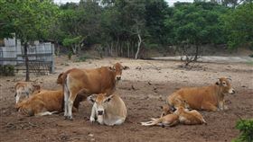 助畜牧業度難關  金門畜試所祭補助方案2019冠狀病毒疾病（COVID-19，武漢肺炎）疫情影響金門地區畜牧業發展；金門縣畜產試驗所21日表示，除補助業者改善污染防制設施方案，也調整布拉安格斯種牛售價，加速地區牛隻品種改良的期程。圖為金門黃牛。中央社記者黃慧敏攝  109年4月21日