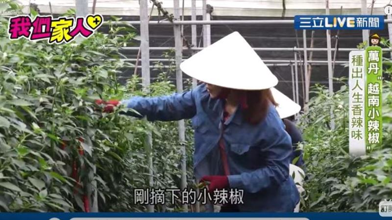 越南辣椒進軍超市　種出人生香辣味