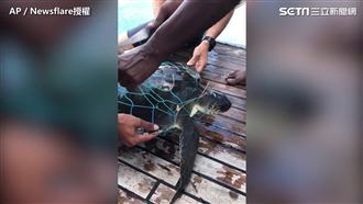 被漁網纏住多日　潛水者暖心救援海龜