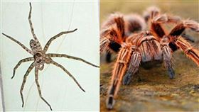 蜘蛛,喇牙,差異,PTT