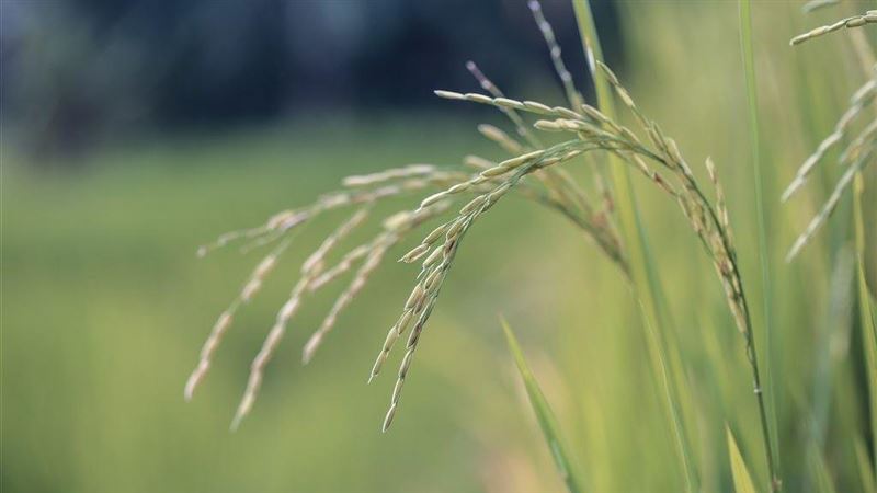 G20承諾確保全球糧食供應充足