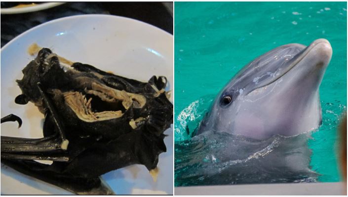 太慘忍！中國將白海豚列「藥用動物」