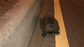 台中松竹路上發現迷途烏龜台中市一名女子19日深夜騎車行經北屯區松竹路時，發現路上有個移動的物體，仔細一看竟是一隻臉盆大的烏龜，試圖橫越馬路。（民眾提供）中央社記者趙麗妍傳真  109年4月23日