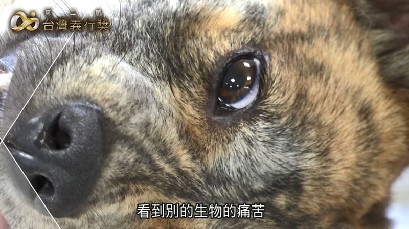 守護浪浪　獸醫幫助節育