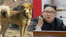 金正恩、東北獵犬。(圖/翻攝自百度、資料照)