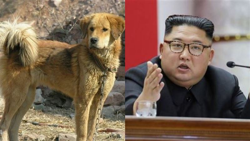 獨／犬決是牠！獒犬混種能撂倒東北虎
