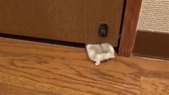 倉鼠屁屁硬擠進門縫　網笑翻：好屁股