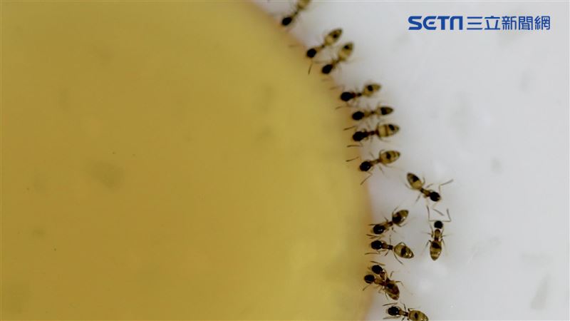 螞蟻不吃「真蜂蜜」？專家來解「蜜」